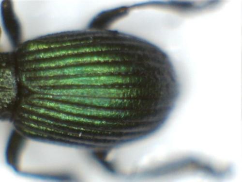 Pseudoprotapion astragali